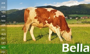 tr�chtige Fleckvieh Kalbin zu verkaufen, beweidet und ruhig